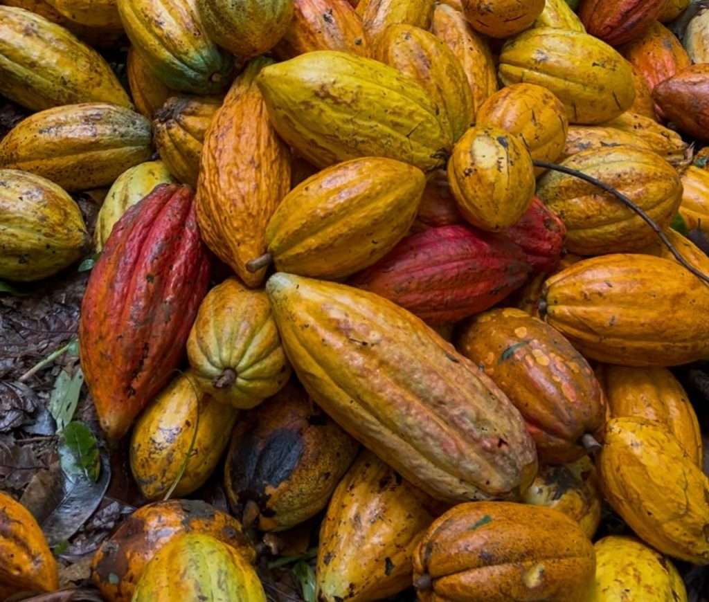 Cacau: A Chave para Novos Hábitos de Bem-Estar